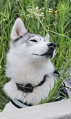Laika-Huskygirl